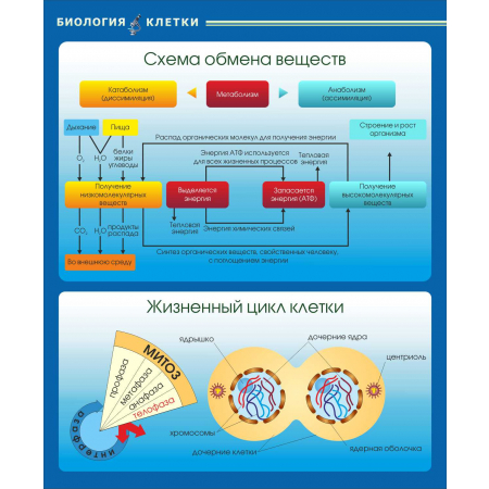 Схема обмена веществ Жизненный цикл клетки